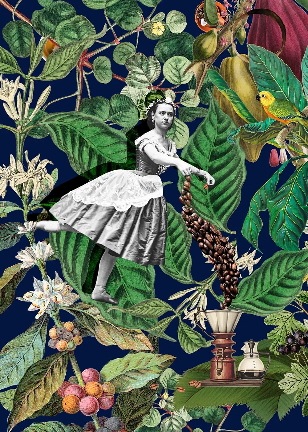 Coffee. A ballerina in a vintage photograph pours a stream of coffee beans into a copper brewer, surrounded by botanical engravings of coffee plants and a parrot, on deep blue. Digital collage by Asya Aseeva